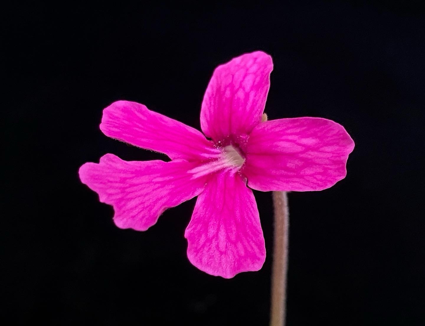 Pinguicula hemiepiphytica x 